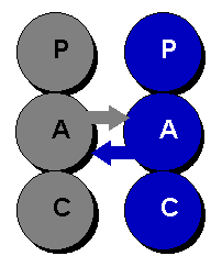 Transactional Analysis: Adult-Adult relationship